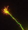 An elongating axon tip (left) crumples when it encounters RGMa (right).