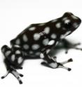 Poison frog from the transition between the Andes and Amazonia in northeastern Peru.
