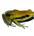 Poison frog from the transition between the Andes and Amazonia in northeastern Peru.