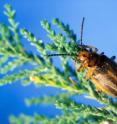 Thisis a saltcedar leaf beetle on a tamarisk plant. University of Utah researchers propose using satellite images to monitor the effects of the beetle's defoliation of tamarisk, an invasive plant that has taken over riverbanks in the Southwest.