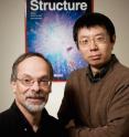 Gustavo Caetano-Anollés, a professor of bioinformatics in the department of crop sciences at the University of Illinois, with postdoctoral researcher Minglei Wang, see evolution in the history of protein structures.