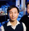 University of Illinois biochemistry professor Lin-Feng Chen, right, and his colleagues, including postdoctoral researcher Xiaodong Yang, identified a novel pathway that controls the activity of a key protein involved in inflammation.