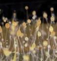 <i>D. discoideum</i> cooperate to form stalks topped with "fruiting bodies."