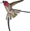 This is an Anna's hummingbird outfitted with two long feathers from the Jamaican red-billed streamertail, a hummingbird that naturally sports two 19-cm long tail feathers.