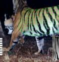 This is a three-dimensional model fitted to a camera trap image of a tiger. This is a three-dimensional model fitted to a camera trap image of a tiger.