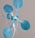 This mustard seedling is stained blue wherever the newly discovered clock protein CHE occurs.