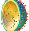 This is a diagram of the influenza virus.