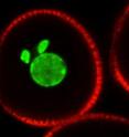 Pictured is a confocal image of an Arabidopsis pollen grain showing ectopic GFP expression in the pollen vegetative cell (outlined in red with large single green nucleus) under control of the normally male germ cell-specific histone H3 (MGH3) promoter (pair of green sperm cell nuclei). The MGH3 promoter is induced by the ectopic expression of the germline-specific transcription factor DUO1 in the pollen vegetative cell. The authors show that germ cell mitosis and specification are regulated by DUO1, including the expression of cell cycle and gamete fusion proteins. Thus DUO1 has a key integrative role linking germ cell division and sperm cell differentiation in flowering plants.