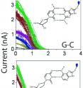 Measurements of tunneling current plotted against time for guanine-cytocine base pairs and for adenine-thymine pairs. Tunneling current for A-T pairs persists for a shorter duration, falling off precipitously compared with the same measurements for C-G pairs, which are held together with 3 hydrogen bonds. Measurements of tunneling current plotted against time for guanine-cytocine base pairs and for adenine-thymine pairs. Tunneling current for A-T pairs persists for a shorter duration, falling off precipitously compared with the same measurements for C-G pairs, which are held together with 3 hydrogen bonds.