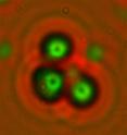 An experimental "cold fusion" device produced this pattern of "triple tracks" (shown at right), which scientists say is caused by high-energy nuclear particles resulting from a nuclear reaction