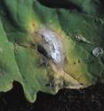 Scientists in Canada are reporting development of a new type of "green" fungicide that could provide a safer, more environmentally-friendly alternative to conventional fungicides. Shown is a leaf infected with a fungus.