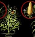 New research says corn was domesticated from teosinte 1,500 years earlier than formerly documented.