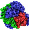 Portions of three natural fungal cellulase enzymes that have been recombined to produce a synthetic, thermostable cellulase are denoted by blue, green and red coloring.  The recombined cellulase enzyme modeled here functions at higher temperatures than any of the three parents.