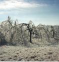 This is the aftermath of an ice storm in a pecan grove near Eufaula, Okla.