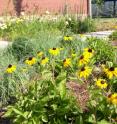 Native yellow coneflowers brighten the landscape on the Misssissippi State campus.
