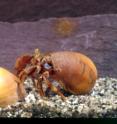This is a hermit crab. This is a hermit crab.