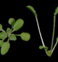 The <I>Arabidopsis thaliana</I> plants that are shown are grown at 22oC (left) and 28oC (right).