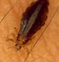 A female human body louse (<i>Pediculus humanus corporis</i>) on human skin after blood feeding.