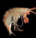 This is an amphipod (<i>Eusirus giganteus</i>) collected during a Census of Marine Life deep-sea expedition in the Southern Ocean in 2005.