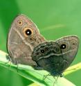 Oliver found that the eyespots of some butterflies, such as this pair of mating Bicyclus anynana, serve to both attract mates and ward off predators.