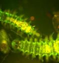 Experiments by Dimitri Deheyn and Michael Latz revealed green bioluminescence.