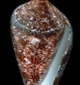 This is the shell of an actual cone snail, <i>Conus gloriamaris</i>.