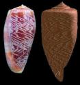 By adjusting nine parameters in a single equation, a neural net model can generate patterned shells (right) that closely resemble real mollusk shells (left). <i>Conus clerei</i> is one of the poisonous cone snails common throughout the Indo-Pacific.