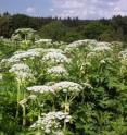 The Giant Hogweed (<i>Heracleum mantegazzianum</i>) are up to four meters high. It can cause third-degree burns because of the extremely aggressive sap inside the plant.