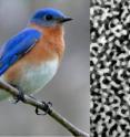 Prum and Dufresne discovered that the nanostructures that produce some birds' brightly colored plumage, such as the blue feathers of the male Eastern Bluebird, have a sponge-like structure.