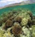 This is <i>Pocillopora</i> coral.