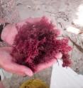 A scientist holds a clump of the red seaweed <i>Callophycus serratus</i>, which produces a large group of chemicals to protect itself against fungus infection.
