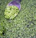 The tiny duckweed plant not only cleans up waste from industrial farms, but produces five to six times more starch per acre than corn. Starch is what is used to produce ethanol.