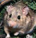 A woodrat in Utah's Great Basin is surrounded by toxic juniper leaves, which is much of its diet. A woodrat in Utah's Great Basin is surrounded by toxic juniper leaves, which is much of its diet.