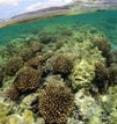 Coral reefs such as those pictured here in the Northwestern Hawaiian Islands are threatened.