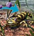 Biologists have discovered that amphibian diseases are spread by bait shops. Biologists have discovered that amphibian diseases are spread by bait shops.