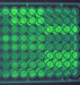 This is a 96-well plate containing the bacteria expressing different synonymous versions of the GFP gene.
