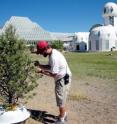 University of Arizona ecologist Henry Adams prepares to move a mature pine tree transported from New Mexico into Biosphere 2, seen in the background, for a climate-controlled experiment on how temperature affects drought-stressed trees.