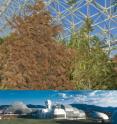 Pinyon pine trees at the conclusion of the Biosphere 2 experiment.  The tree left was kept 4 degrees Celsius warmer and died weeks before the drought-stressed tree kept at ambient temperatures, right, succumbed. BELOW: Overview of Biosphere 2, near Oracle, Ariz., which includes the 3.14-acre glass-enclosed living laboratory.