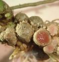 Colonizing bacteria that supply nitrogen to legumes -- rhizobia, 
reside in protective nodules formed by the plant. The bright red 
color of the opened nodule is an indication of healthy rhizobia inside.