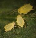 Soybean aphids are a recently introduced pest to the US, causing yield losses and increased insecticide sprays. The aphids feed on the sap of soybean plants.