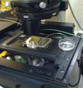 Using microfluidics and a microscope, MIT researchers were able to see the results of a sharp change in current on chiral microbes. Using microfluidics and a microscope, MIT researchers were able to see the results of a sharp change in current on chiral microbes.