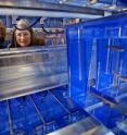 Purdue research assistant Deborah Biesemeier, at left, and professor of biological sciences Donna Fekete stand in a zebrafish holding facility. Fekete and Biesemeier used zebrafish to identify key molecules involved in hearing loss and deafness as part of an international research team.