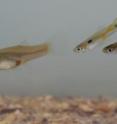 Two male guppies harass a female. Two male guppies harass a female.