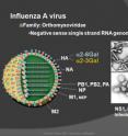This is the influenza A virus.