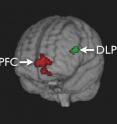 This 3-D projection of a transparent brain shows the regions of activation: the ventral medial prefrontal cortex (vmPFC) is in red, and the dorsolateral prefrontal cortex (DLPFC) is in green. Activity in the vmPFC reflects the value assigned to foods during decision-making. When self-control is exercised, DLPFC activity increases and appears to interact with the activity in the vmPFC to increase the influence of health considerations.