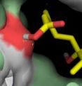 This is a hypothetical model of what abscisic acid (ABA) looks like when bound to the receptor protein, PYR1.  The yellow molecule is ABA and it is bound inside a pocket of PYR1. The colored regions in PYR1 (blue red, connected by dashed lines) show parts of PYR1 that are predicted to contact ABA. The distances between contacts points are shown with numbers (units = angstroms).