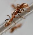 This is an Argentine ant worker carrying a dead nestmate (necrophoresis). The rapid dissipation of compounds associated with live ants allows the latent necrophoric behavior to be triggered.