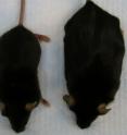 Mice lacking the L-Fabp gene (left) don't become obese on a high-fat diet like normal mice. But while they remain lean, the L-Fabp mice do develop gallstones at high rates.