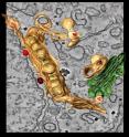 This is the cover illustration of the newest issue of Cell Host & Microbes. In the background in gray is a normal, two-dimensional image of the virus on an electron microscope. The 3D model is superimposed. The tubules of the endoplasmic reticulum and inside them the balloon-like vesicles where the dengue virus replicates its genome can be seen.