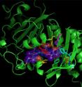 This is the structure of an infrared fluorescent protein.